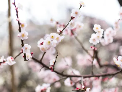 桜が満開の湯島天神女坂